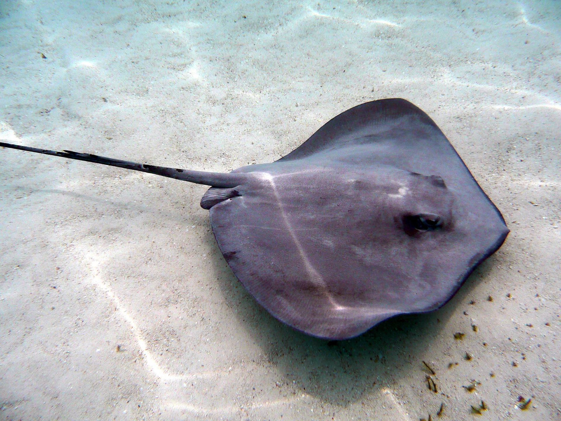 stingray travel miles 101